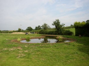 Wildlife Pond