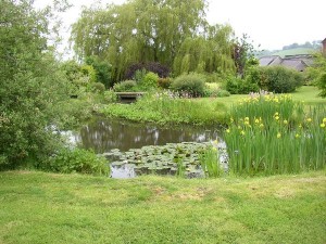 Wildlife Pond