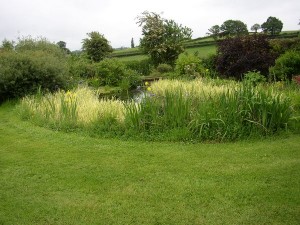 Wildlife Pond